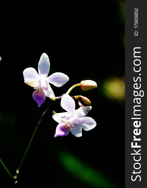 Beautiful flowers on blurred background