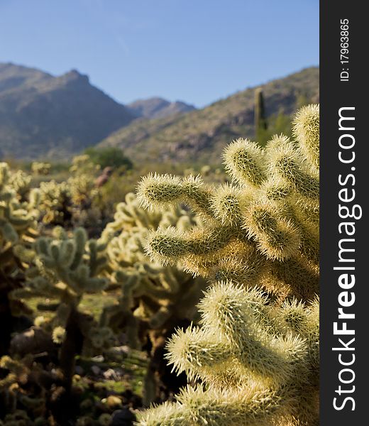A cactus in the foreground, and mountains in the background.
