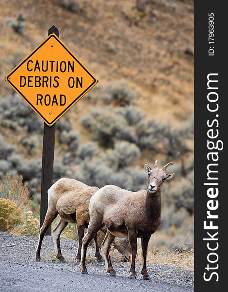Two female bighorn sheep grazing along a road with a caution sign behind them. Two female bighorn sheep grazing along a road with a caution sign behind them.