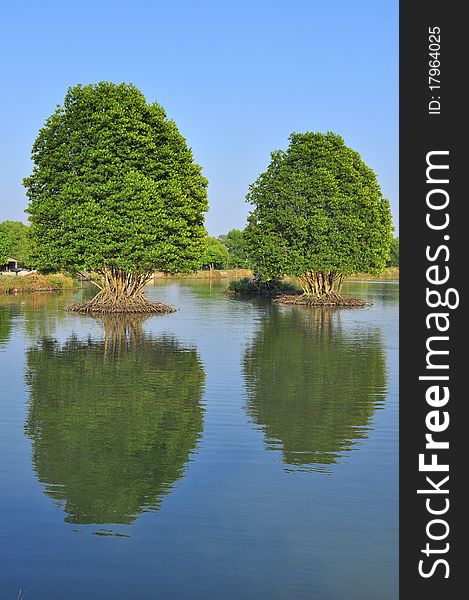 Reflection big green tree landscape. Reflection big green tree landscape