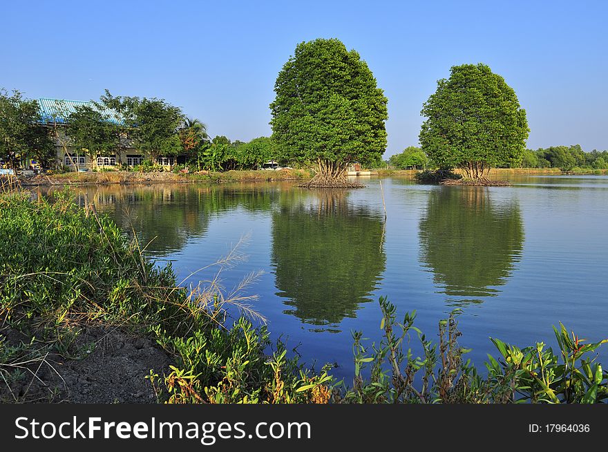 Reflection big green tree landscape. Reflection big green tree landscape