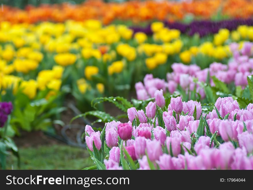 Tulip garden with blurred back ground