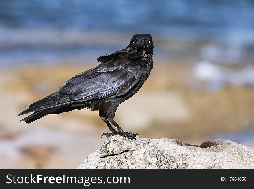 Black crow standing on a rock, looking at camera. Black crow standing on a rock, looking at camera.