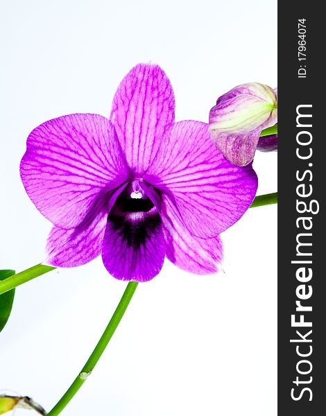 Blooming purple orchid with leaf and branch. Blooming purple orchid with leaf and branch