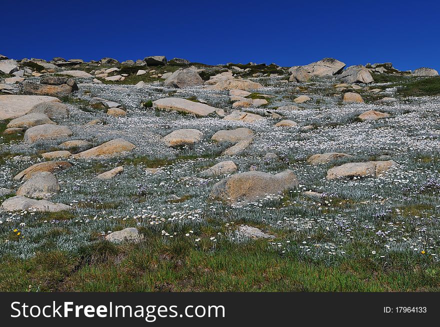 Scenic view of wild flowers grwing on mountain. Scenic view of wild flowers grwing on mountain