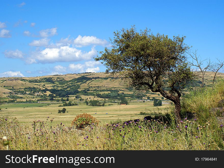 Sardegna prevailing winds deforming the growth of a cork trees. Sardegna prevailing winds deforming the growth of a cork trees