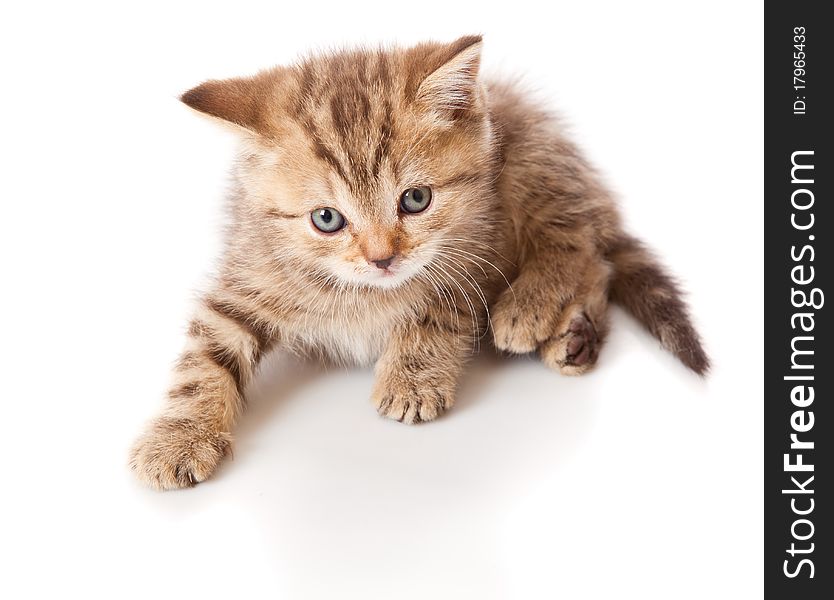 A little funny scottish straight kitten is on the floor. isolated on a white background. A little funny scottish straight kitten is on the floor. isolated on a white background