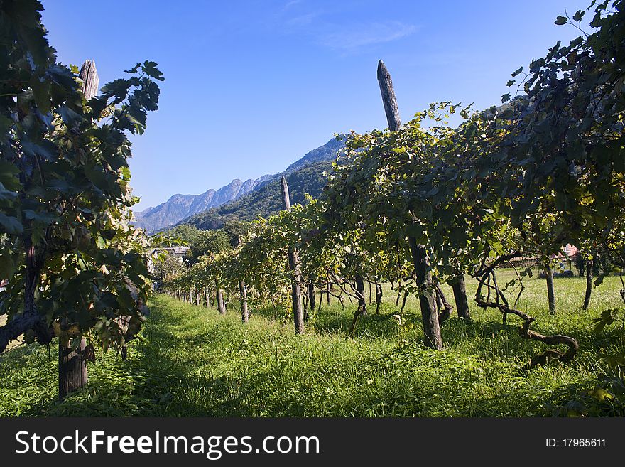 Vineyard with rows of vines. Vineyard with rows of vines