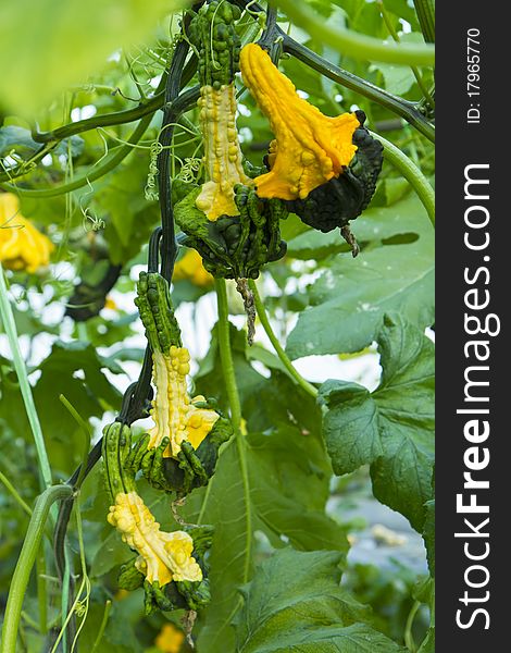 Pumpkin garden that bear fruit to produce fertile