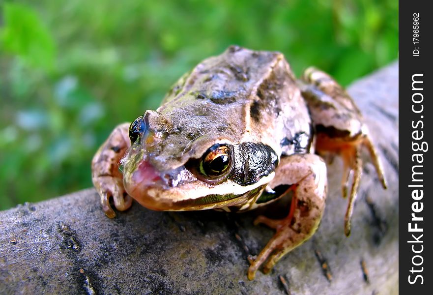 This is Frog in garden