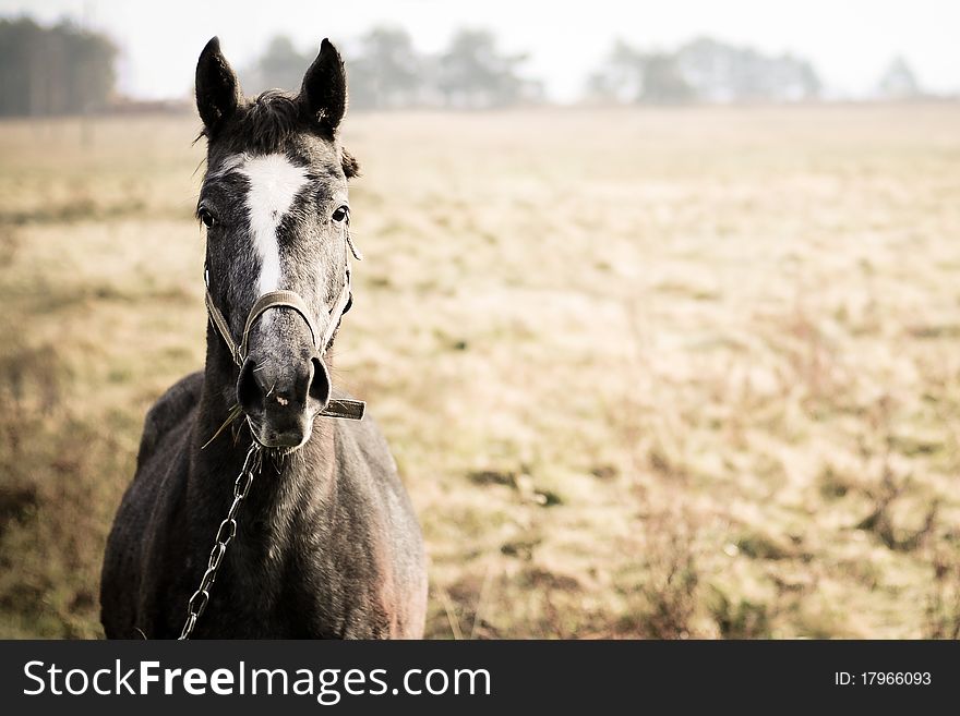 Portrait of grey pack horse in countryside. Portrait of grey pack horse in countryside.