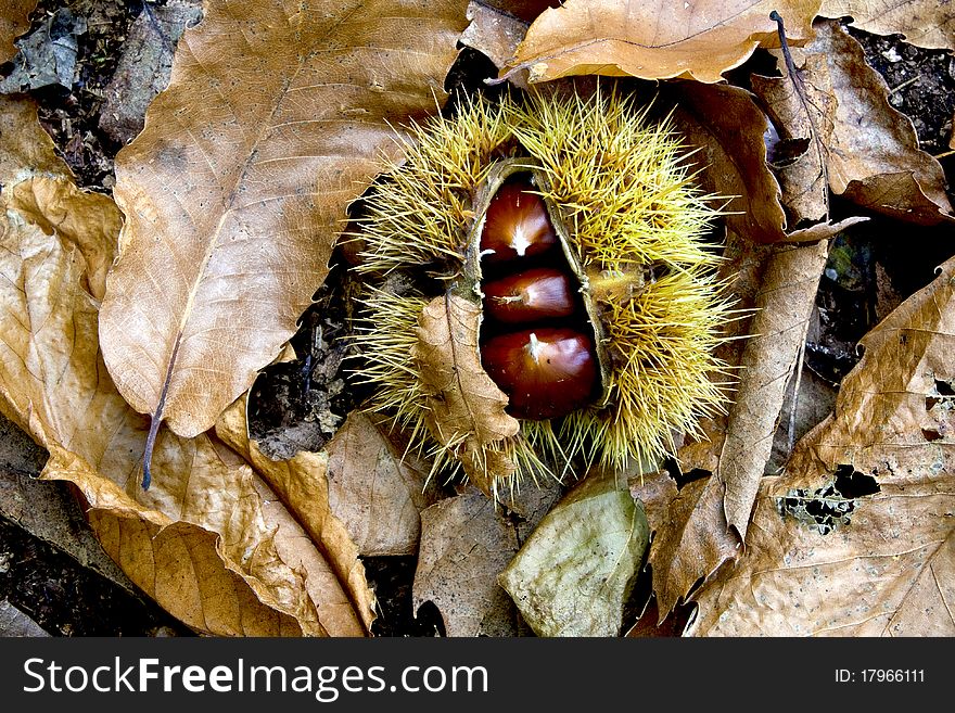 In the rich chestnut fell to earth