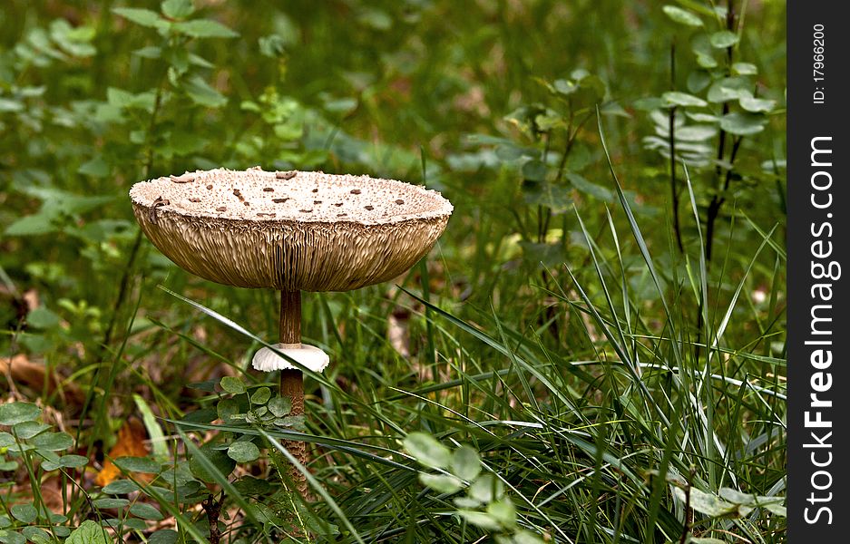 Fungus isolated in vegetazionw seen closely