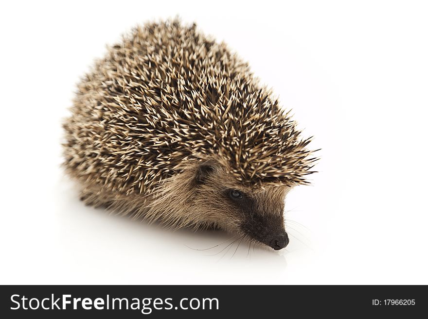 A hedgehog is any of the small spiny mammals of the subfamily Erinaceinae and the order Insectivora. A hedgehog is any of the small spiny mammals of the subfamily Erinaceinae and the order Insectivora.