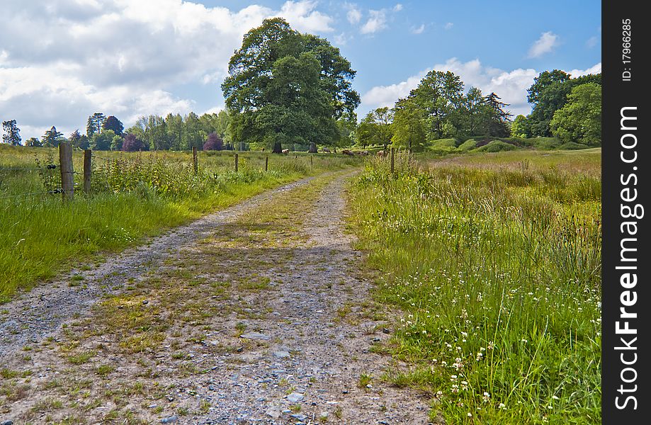 Countryside lane on a bright summer's day. Countryside lane on a bright summer's day