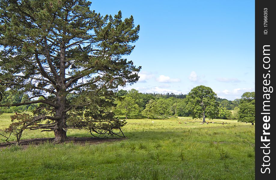 Image of pasture land taken on a bright sunny day