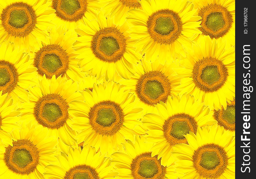 Background from yellow sunflowers heads. Background from yellow sunflowers heads