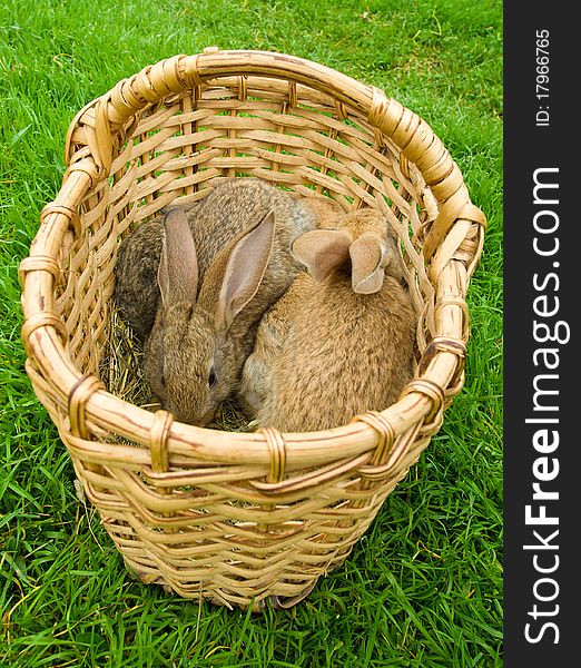 Basket with small rabbits on green grass background