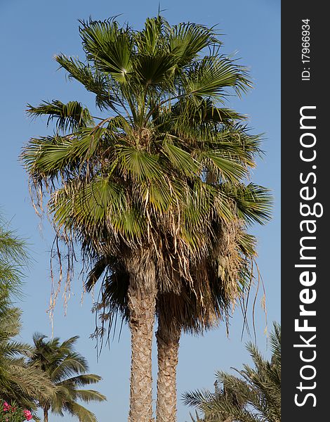 Palm tree in the blue sky