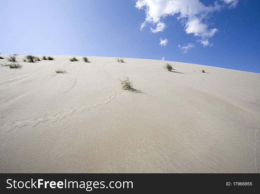 Sand and dune grasses for background.