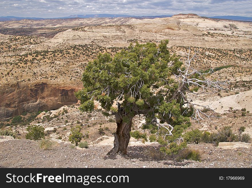 Lone pine tree, Aquarius Plateau, Grand Staircase Escalante National Monument, along National Scenic Byway 12, Utah