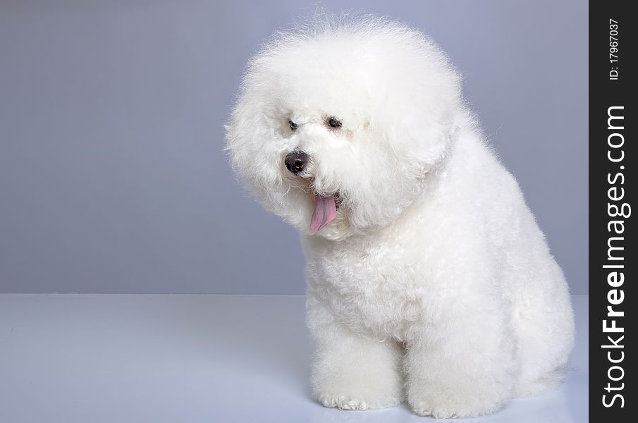 Bichon frise sticking tongue out an looking to a side