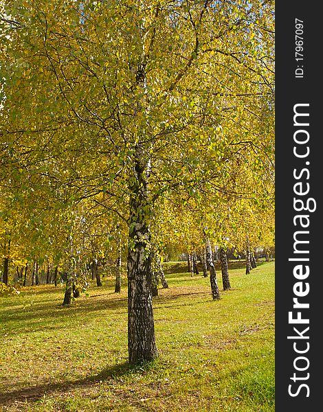 Birch grove in autumn