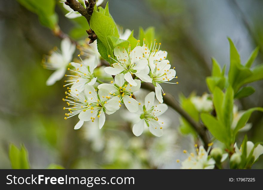 Blossoming plum tree in spring