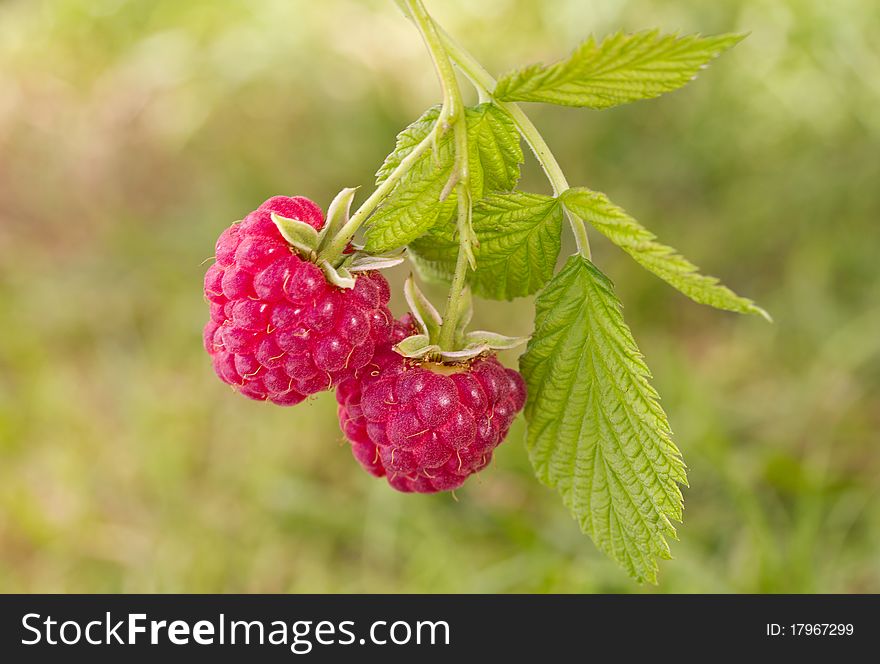 Branch of ripe raspberries on green grass background