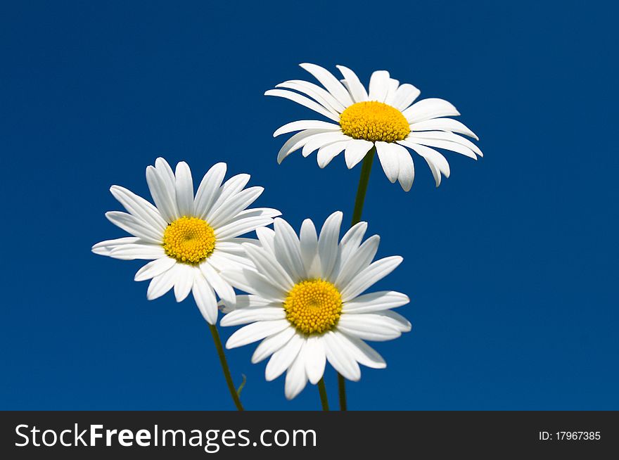 Three chamomiles against blue sky, selective focus