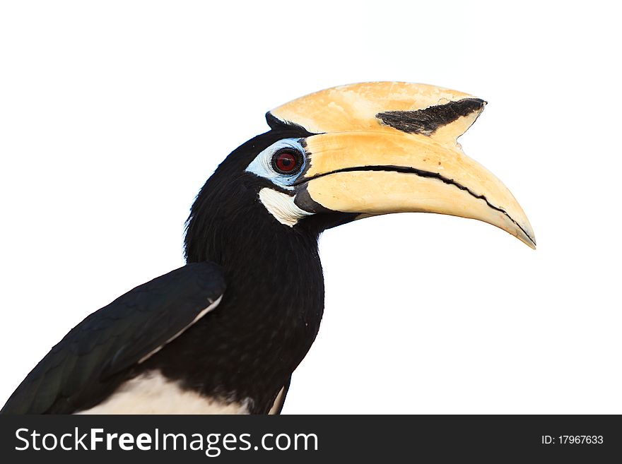 Palawan hornbill bird in close up isolated on white