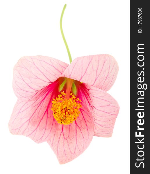 Close-up pink flower, isolated on white