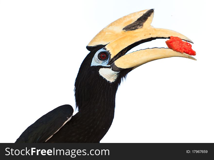 Palawan hornbill bird in close up isolated on white