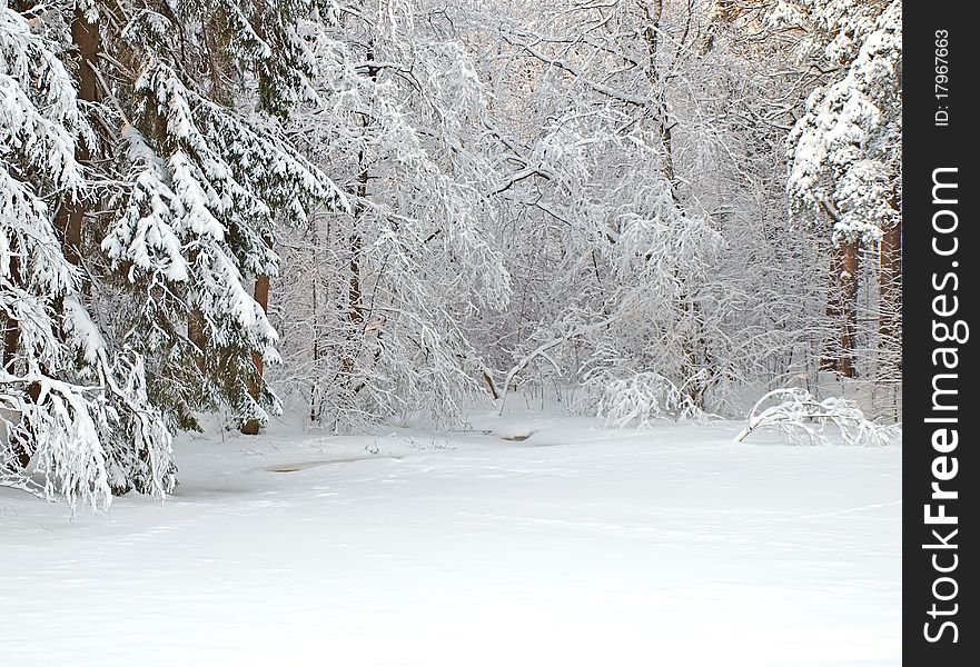 Winter forest with icy pond