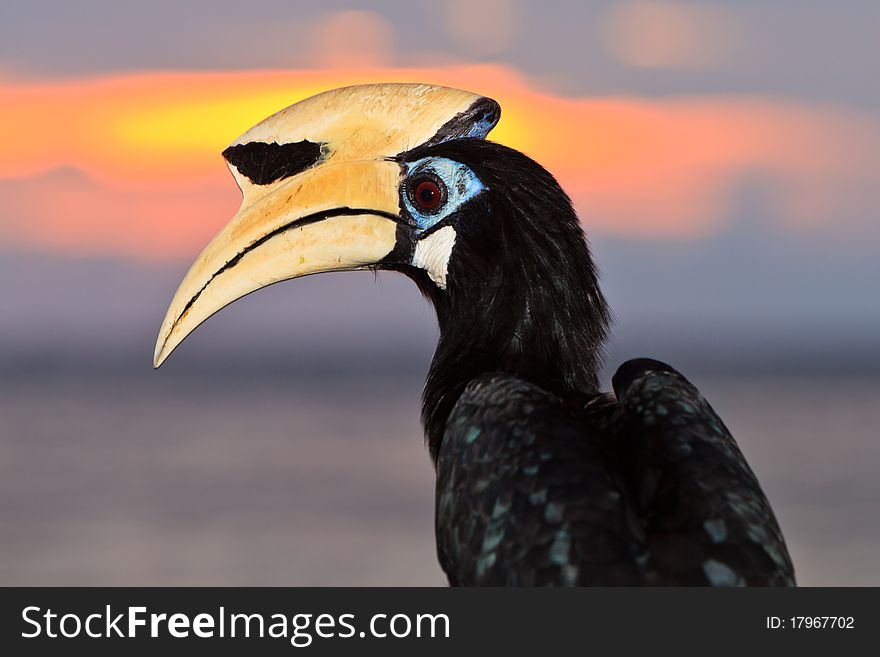 Palawan hornbill bird in close up at sunset