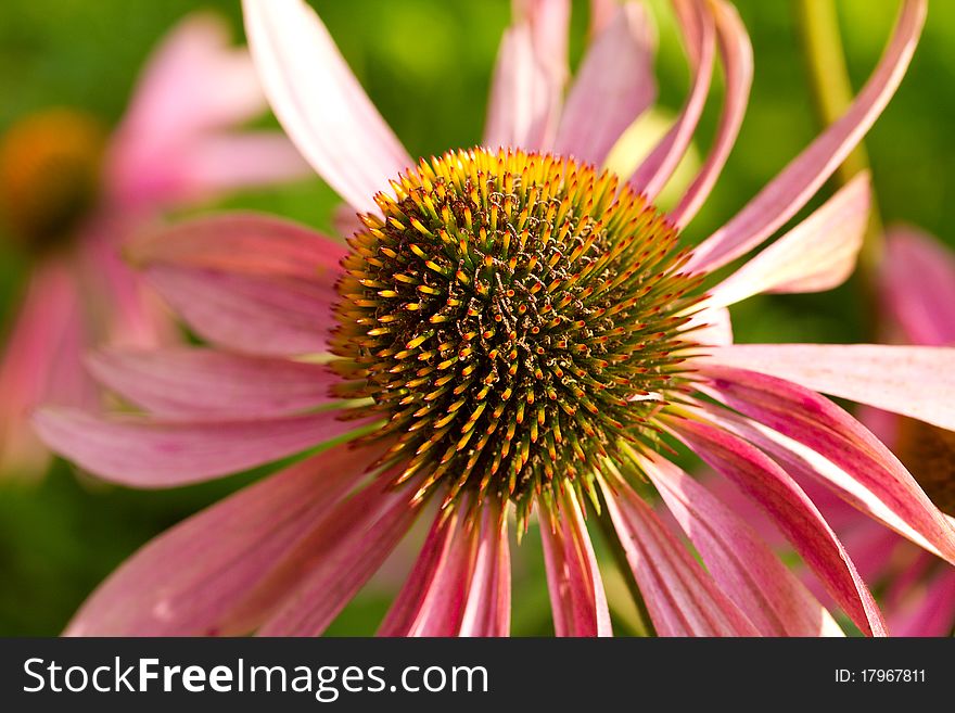 Echinacea flower against green background