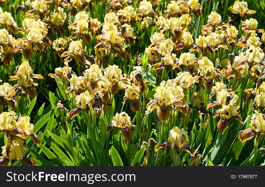 Close-up yellow-brown irises on field