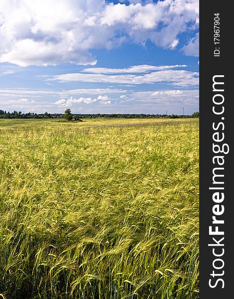 Large field of the eared wheat on summer time