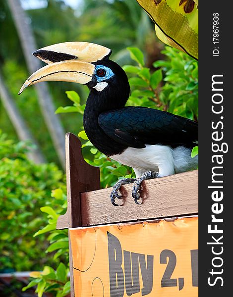 Palawan Hornbill Bird In Close Up