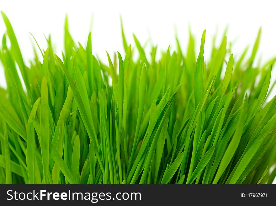 Green grass on a light background, close up