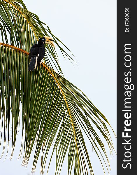 Palawan hornbill bird in palm tree in Malaysia. Palawan hornbill bird in palm tree in Malaysia