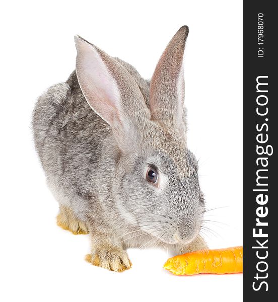 Close-up gray rabbit eating carrot, isolated on white