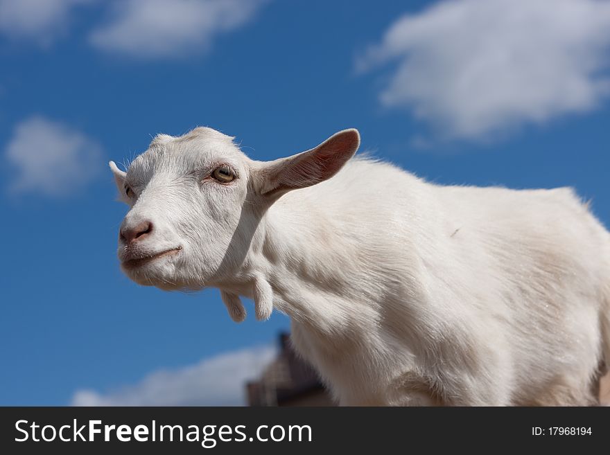 Goat of white color on a background blue sky with clouds. Goat of white color on a background blue sky with clouds