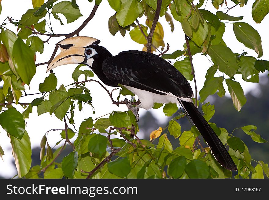 Palawan hornbill bird in close up in tree