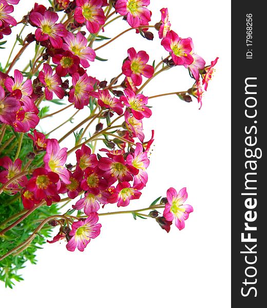 Flowers on isolated background, with room for text