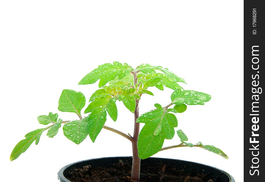 Young plant sprout in peat pot on white background