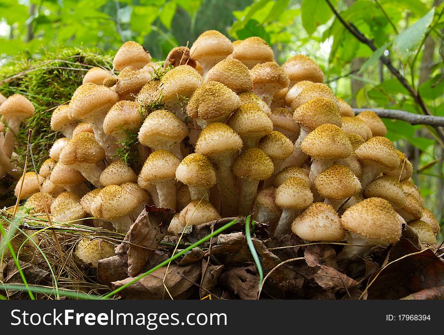 Agaric Honey Fungus Near Stump