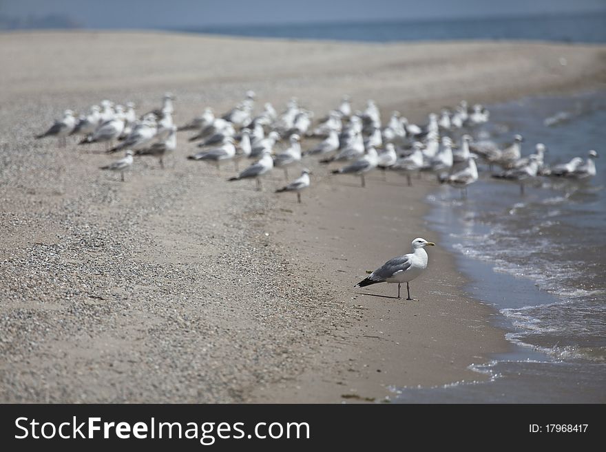 A group of seagull on the sandy beach. A group of seagull on the sandy beach