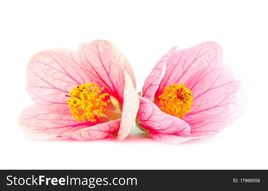 Close-up pink flowers, isolated on white