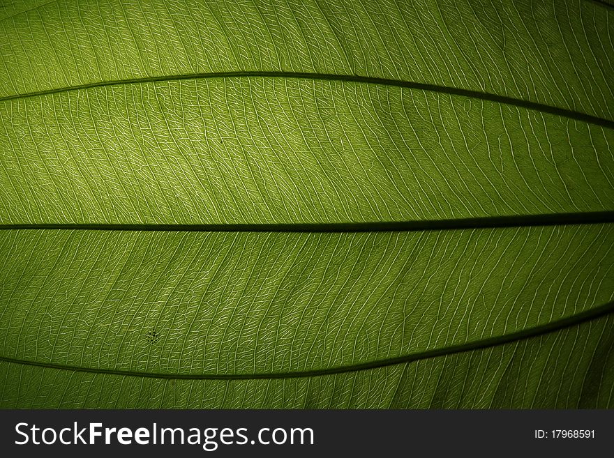 Is green leaf with flash